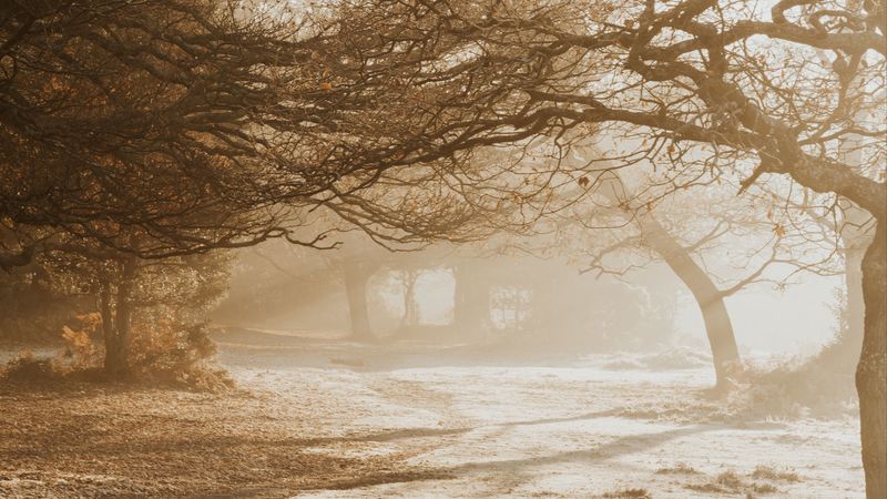 绝美光影公园自然壁纸