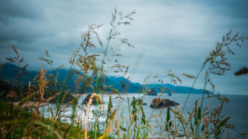 耳朵·草地·山峦 4K高清壁纸