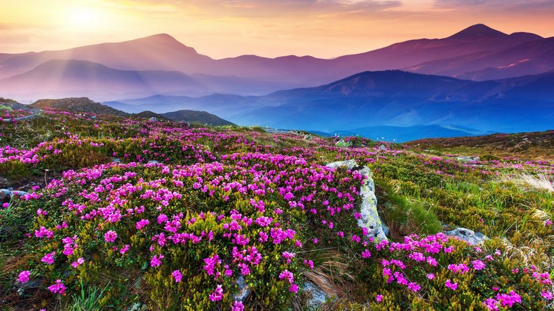 绝美日落花海壁纸合集