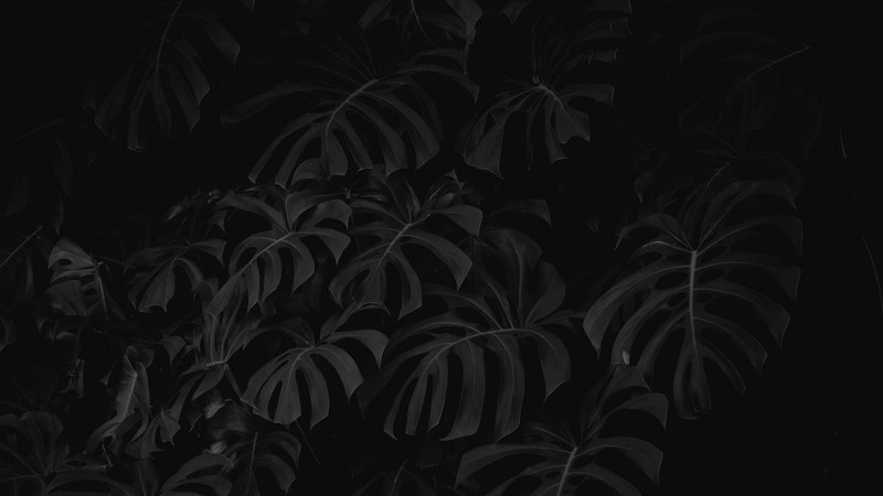 黑白植物叶子壁纸