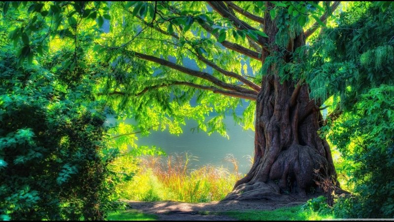 超治愈森系自然壁纸合集