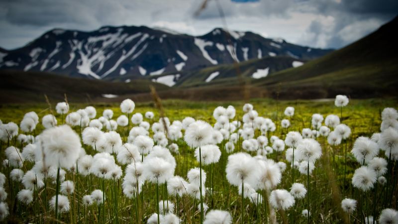 山野白花壁纸合集 4K高清