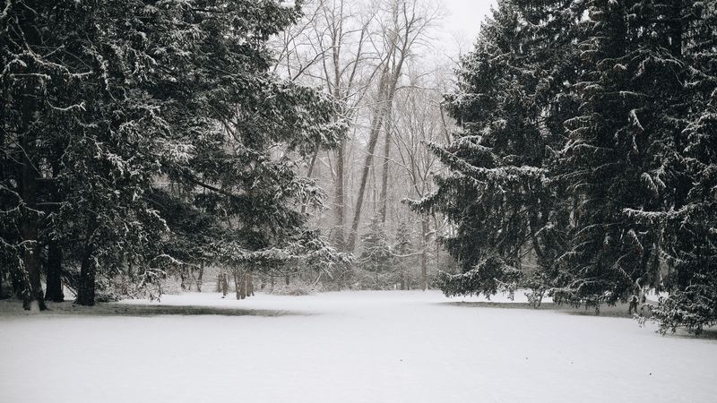 冬日雪林绝景 4K高清壁纸