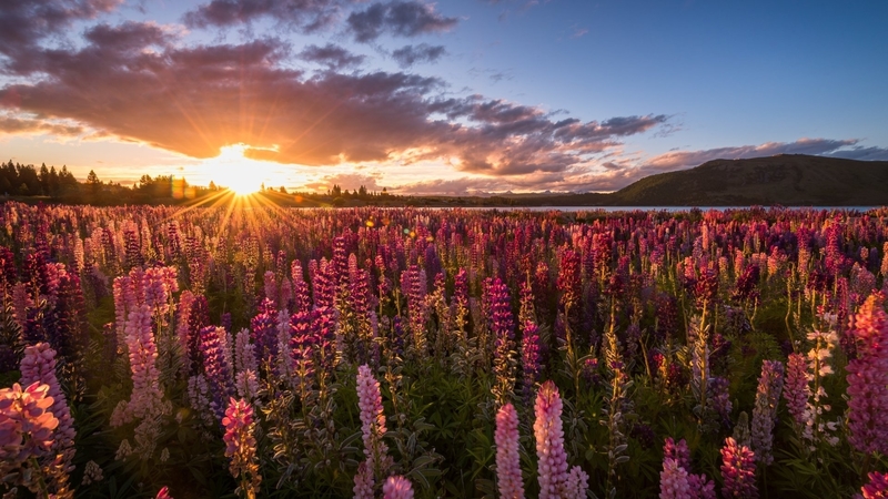 日出时分的羽扇豆花海 治愈系自然壁纸
