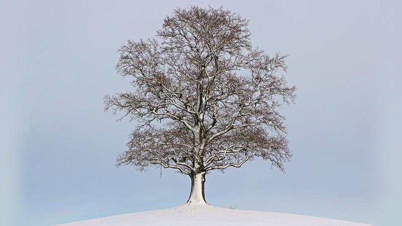 冬日雪景林木高清壁纸