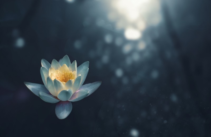 绝美自然壁纸合集：带水珠的白睡莲与治愈系花草美图