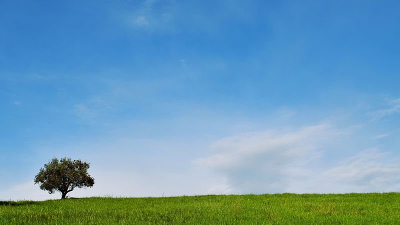 极简风树林草坪景观壁纸合集