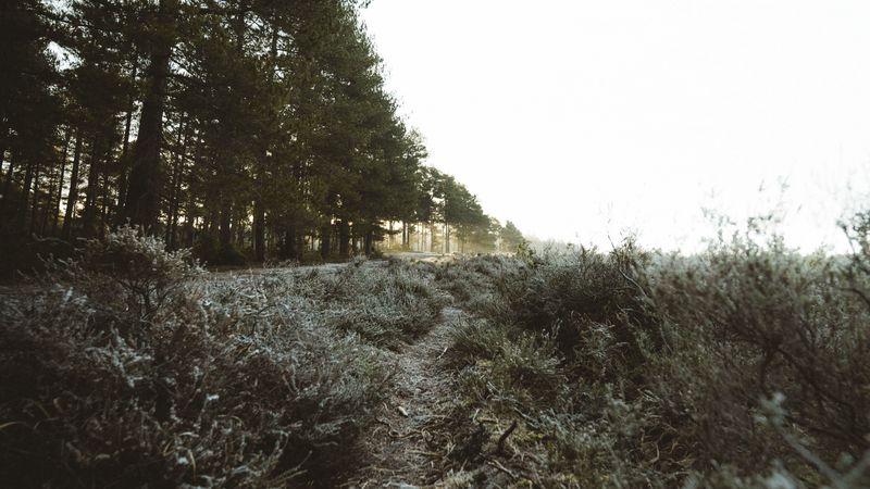 4K超清自然壁纸合集：林间小径与草木风光