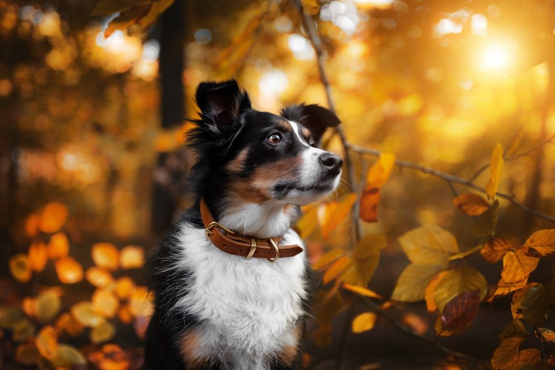 秋日户外萌犬壁纸合集