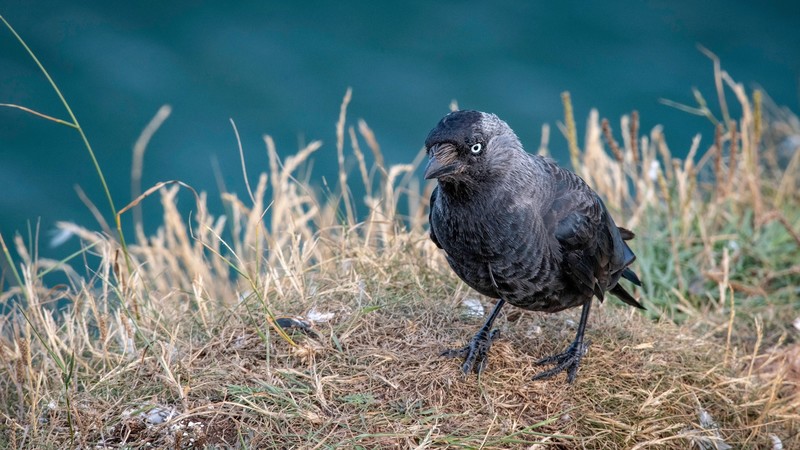 愤怒的小鸟主题壁纸合集