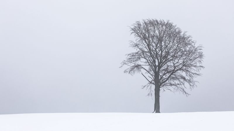 孤寂雾雪林间景 4K高清壁纸
