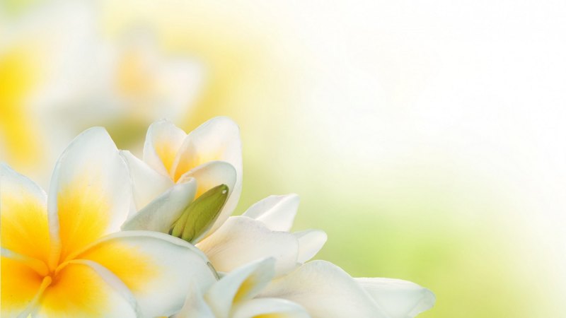 绝美素馨花壁纸合集