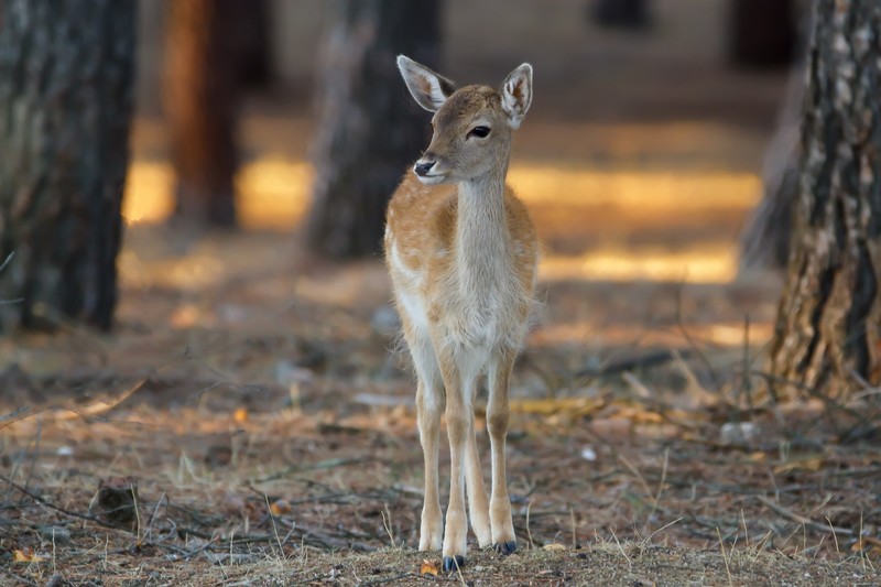 多款绝美鹿类自然壁纸 带你沉浸式逛山野林间