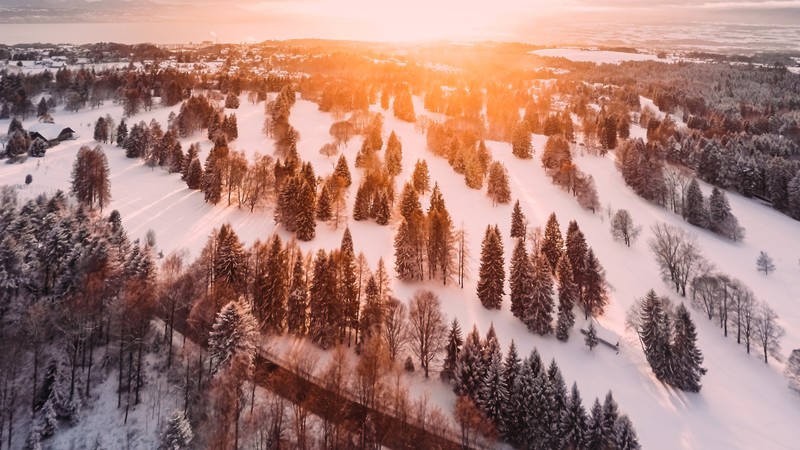 冬日松林晨景壁纸