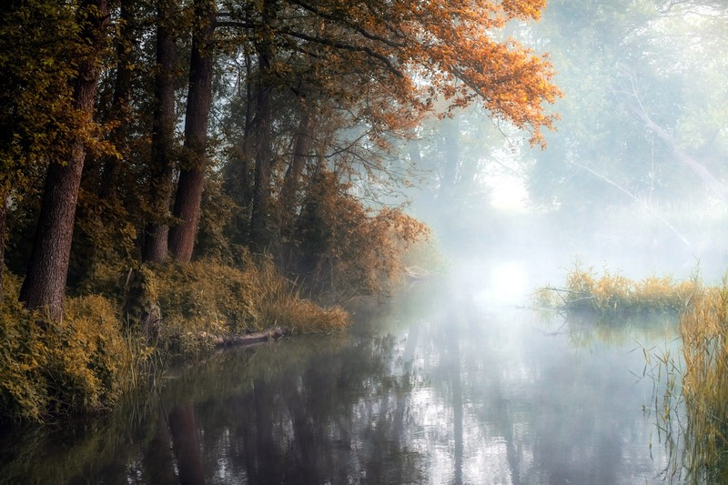 绝美户外水生植物壁纸合集