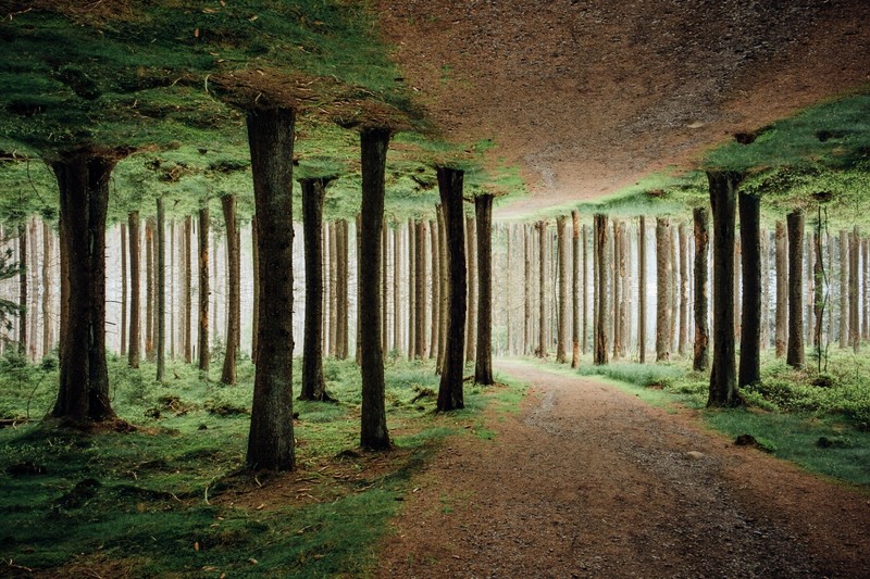 绝美镜像森林自然壁纸