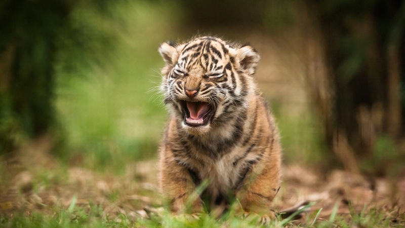 野生萌兽高清壁纸合集