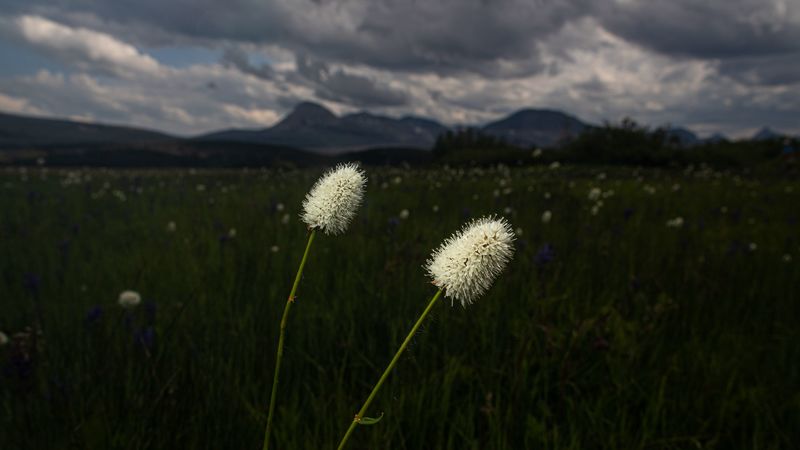 绝美野趣草坪花海4K壁纸合集