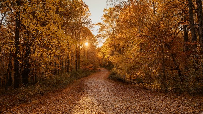 秋林公路绝美4K风光壁纸