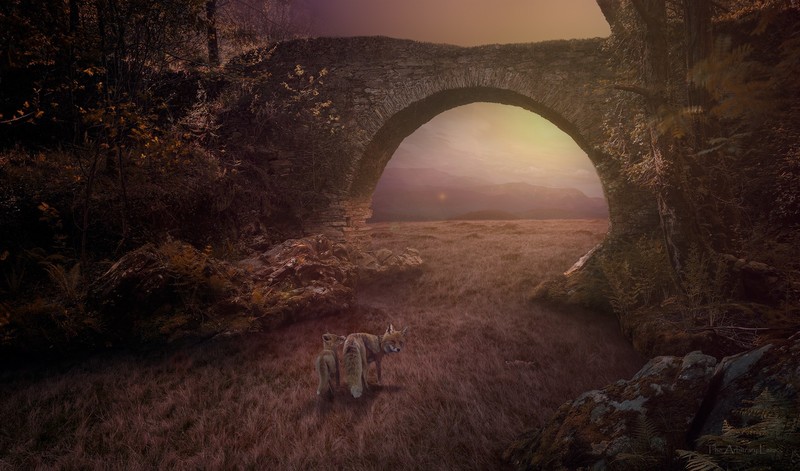 幼狐林间桥景壁纸