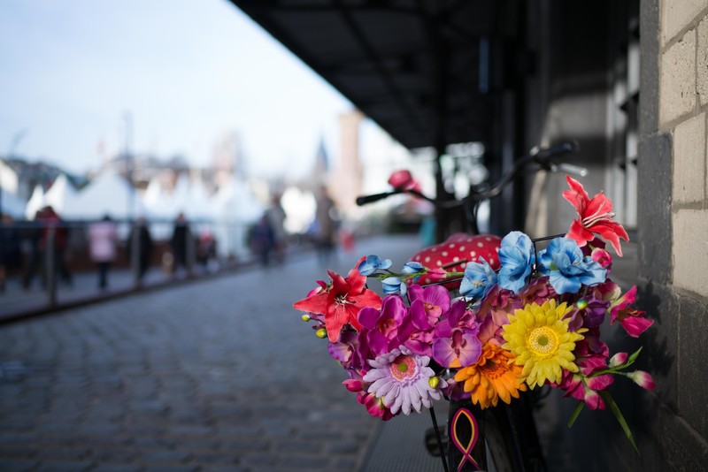 绝美多彩花卉植物高清壁纸合集