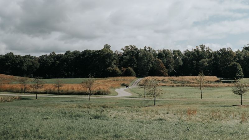 绝美林间草坪公路壁纸 治愈系自然风景4K高清