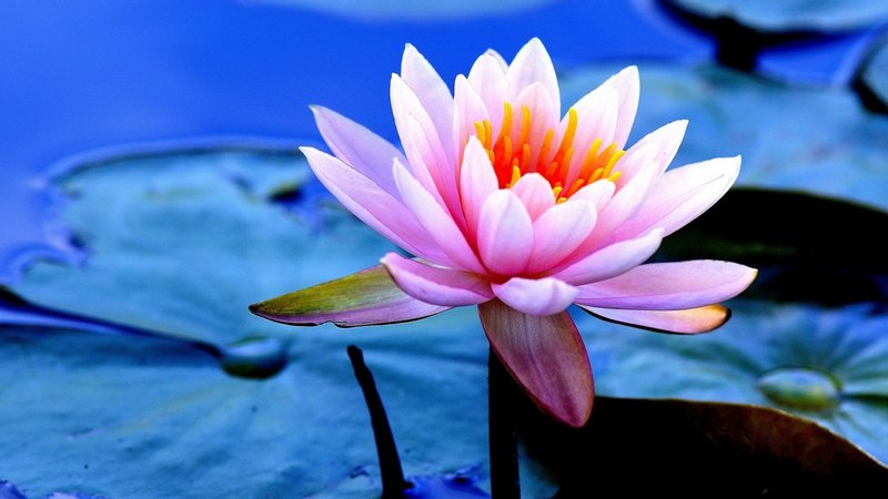 绝美自然风物壁纸合集