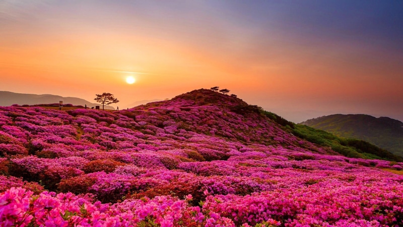 山坡花田绝美风景壁纸