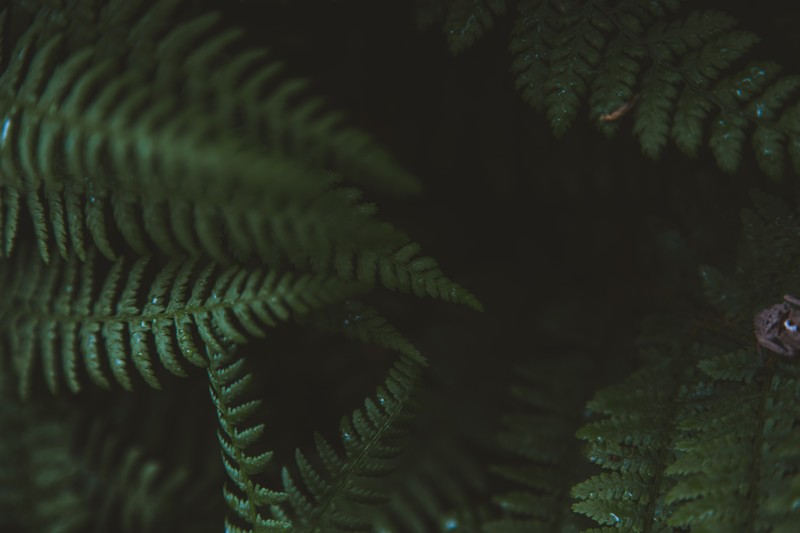 绿意盎然的微距蕨类植物高清壁纸合集