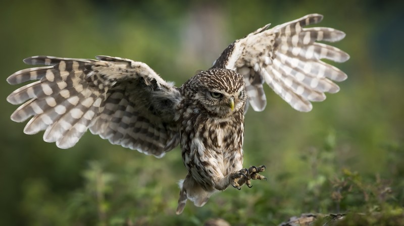 绝美自然禽鸟壁纸合集