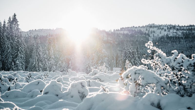 冬日暖阳雪林壁纸