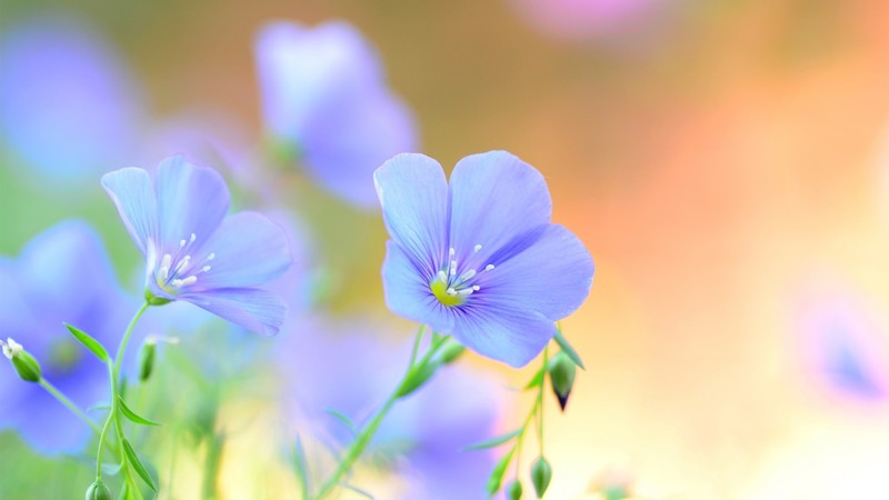 朦胧花景壁纸合集
