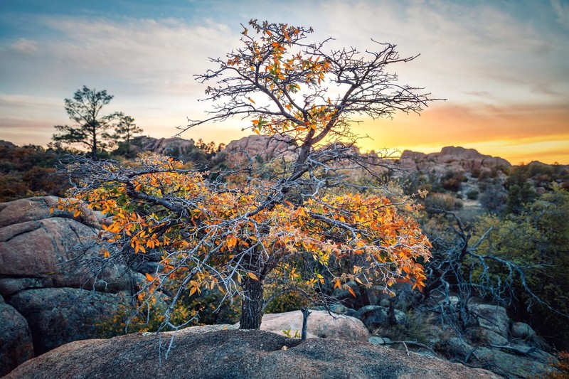 自然岩石植物树木高清壁纸