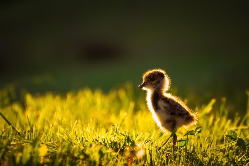 治愈系萌鸟宝宝壁纸合集