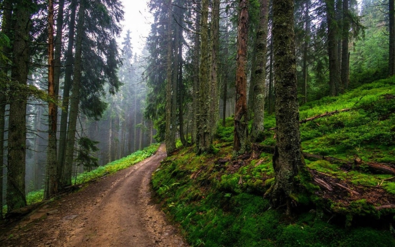 春日林间步道的治愈氛围感壁纸