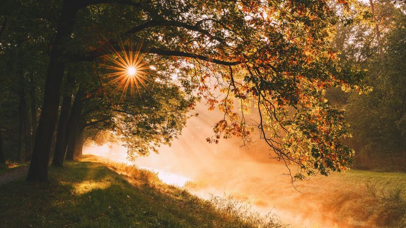 林间光影织就的绝美4K壁纸