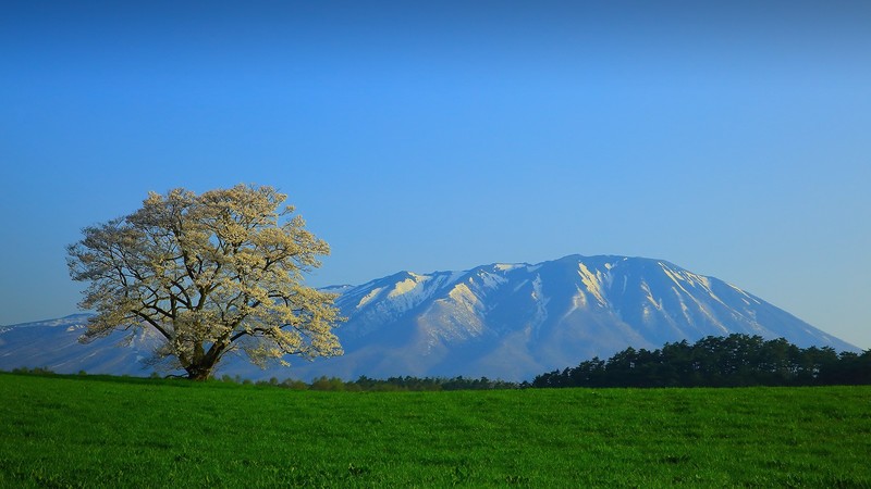 日本东北吉野樱春日山野壁纸