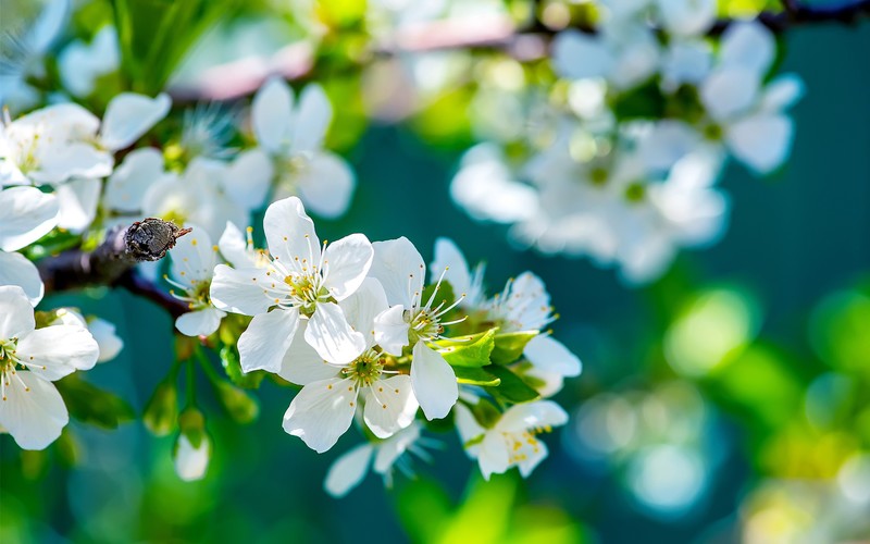 苹果花自然高清壁纸