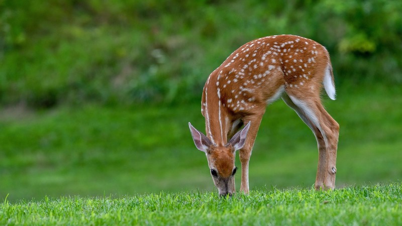 野生动物壁纸合集：鹿、松鼠等自然生灵
