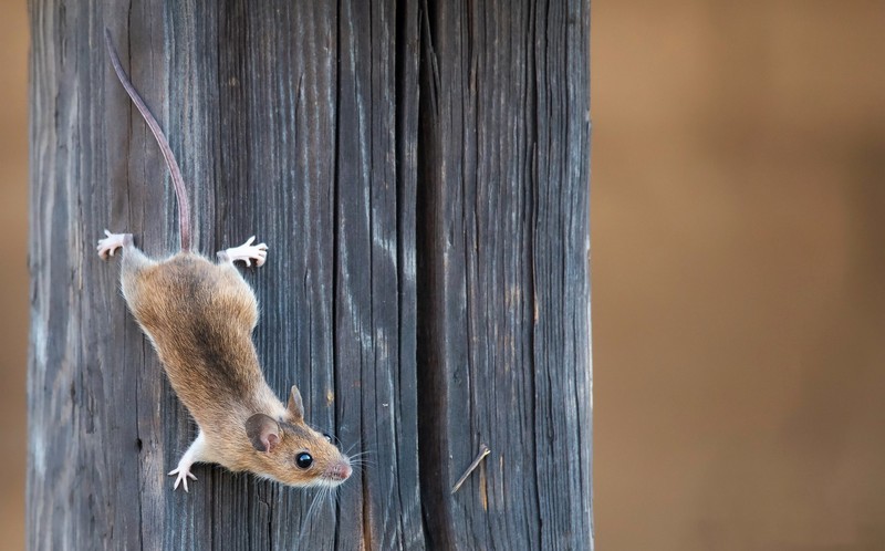小动物老鼠 木质微距自然高清壁纸