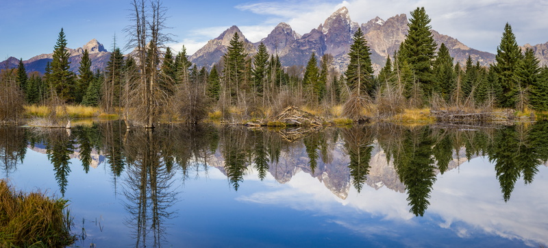 美国大提顿山野麋鹿风光壁纸