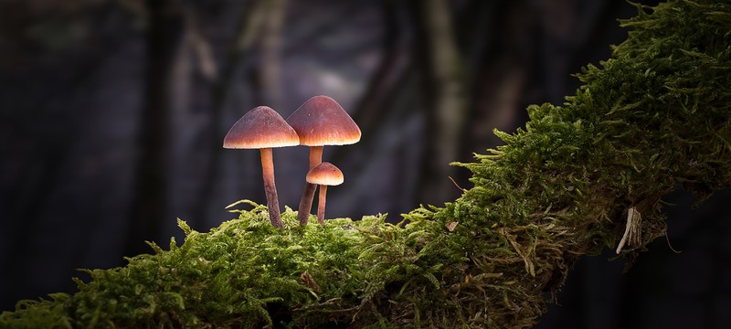 满眼绿意的蘑菇森林壁纸合集