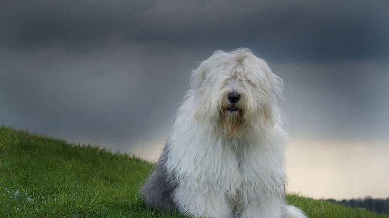 这款古英国牧羊犬壁纸太绝了！4K高清还自带治愈草地氛围感