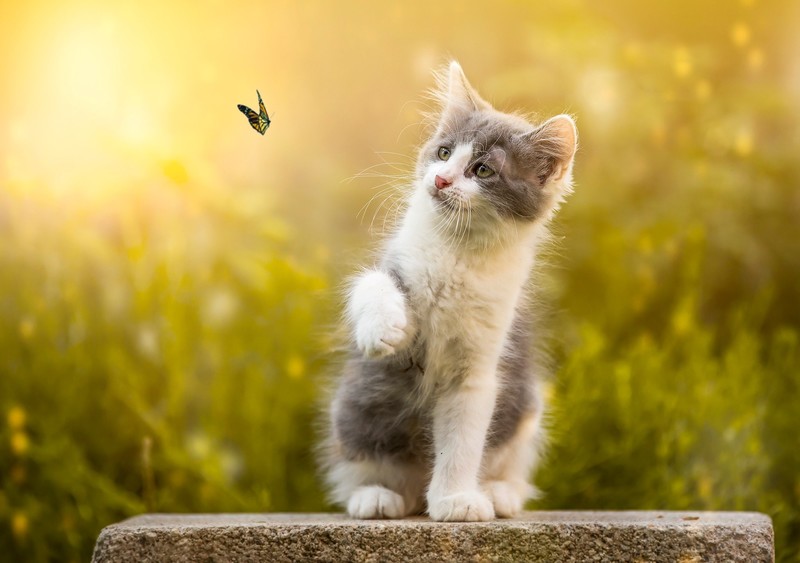 猫咪与蝴蝶的治愈高清壁纸