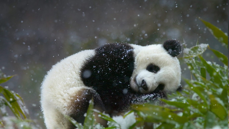 野生熊猫高清壁纸合集