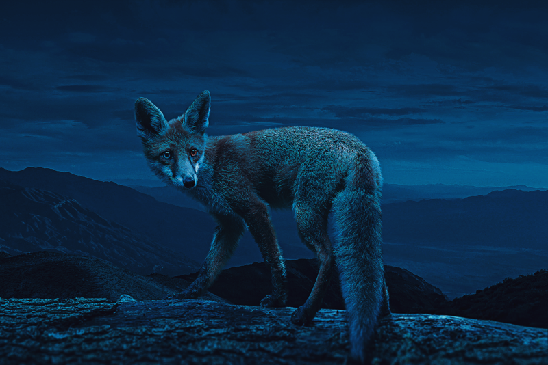 深夜狐影壁纸合集