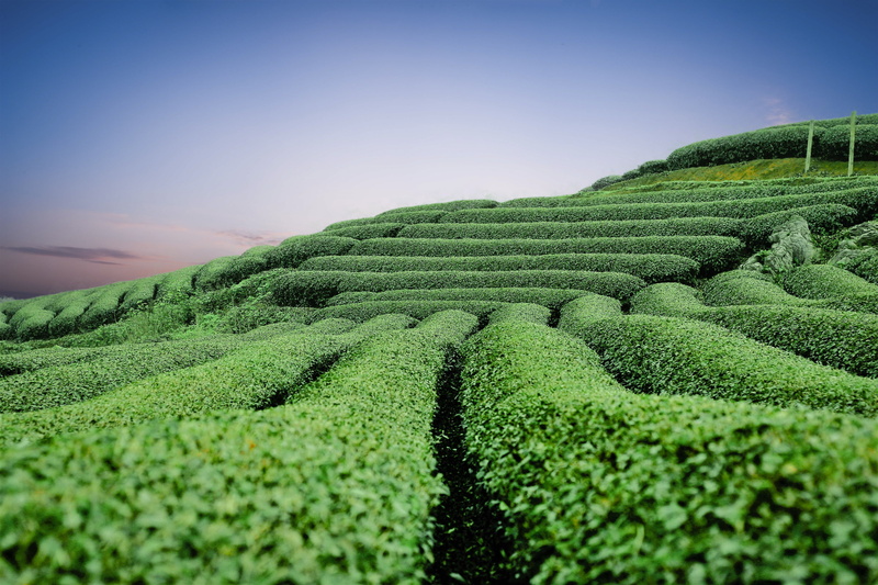 莫 chau 茶山绝美风光壁纸