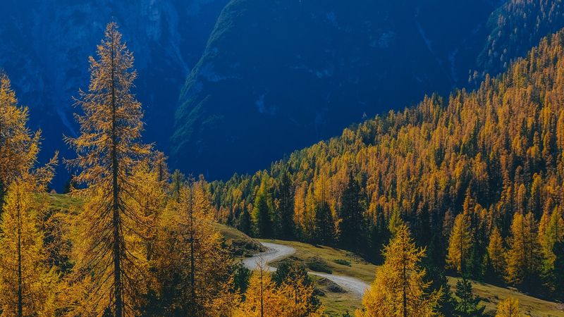 秋日雾中山间林径 绝美4K壁纸合集