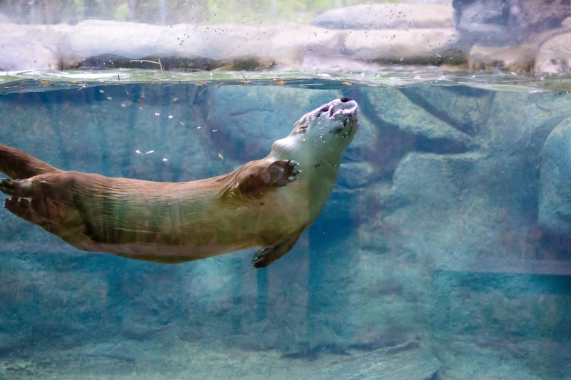 夏日水族馆里的软萌水獭吐泡泡游来游去
