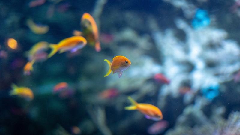鱼缸里的鱼群高清壁纸合集